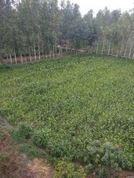 Agricultural/Farm Land for Sale